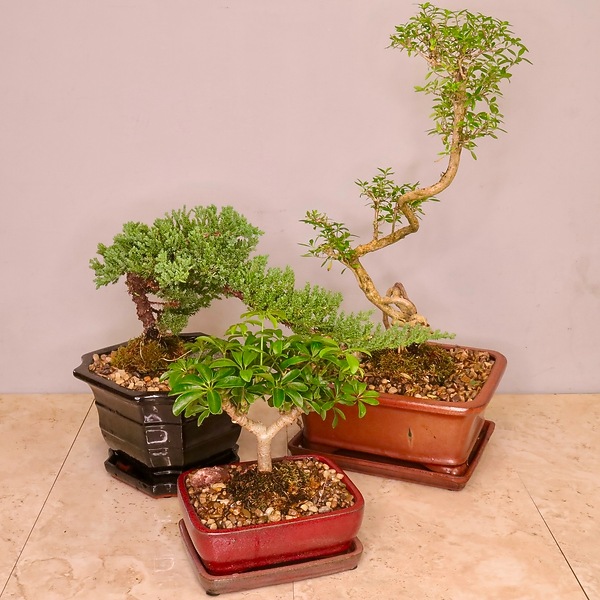 pinus sylvestris watereri bonsai Pinus sylvestris 'Watereri' (Topiary)  Majestic Trees