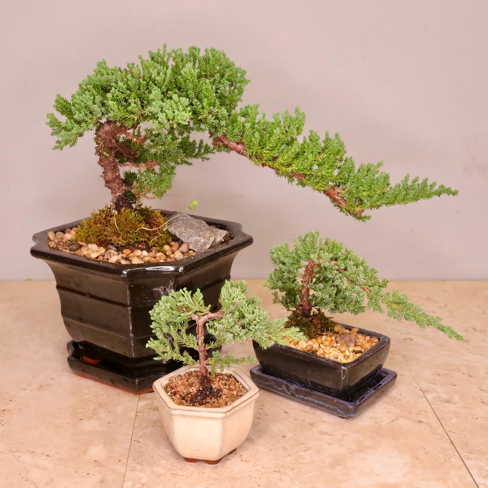 Juniper Bonsai Tree in Merion PA - Long Stems