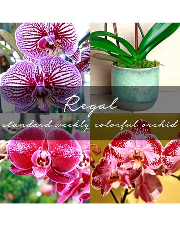 Standard Monthly Colorful Orchid Plant