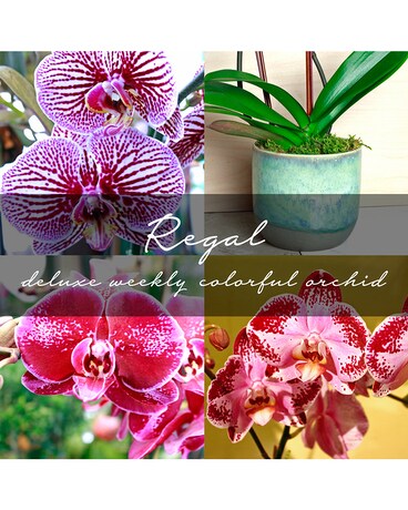 Deluxe Monthly Colorful Orchid Plant