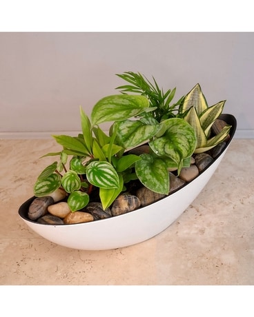 Tropical White Boat Gardens Plant