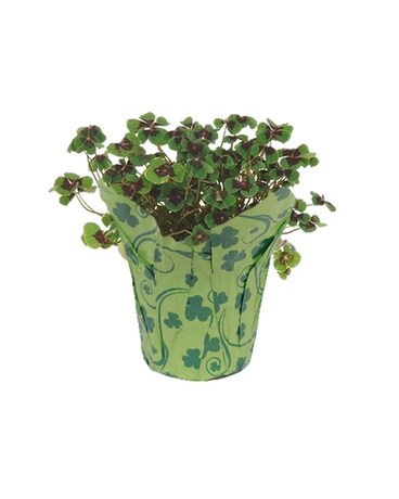 Oxalis Iron Cross Flower Arrangement