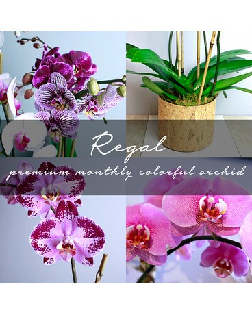 Premium Monthly Colorful Orchid Plant