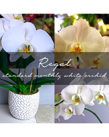 Standard Monthly White Orchid Plant