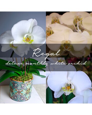 Deluxe Monthly White Orchid Plant