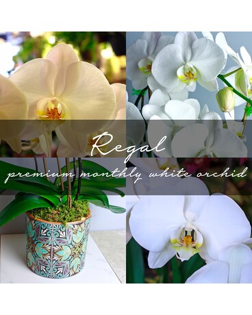 Premium Monthly White Orchid Plant
