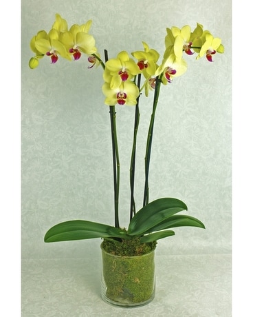 Orchid Plant In Glass Plant