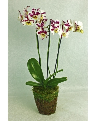 Orchid Plant In Grape Vine Basket Plant