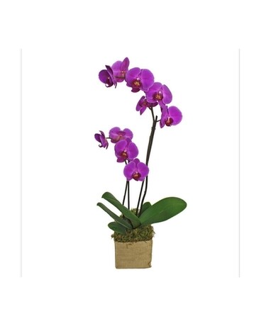 Rustic Orchid Plant Flower Arrangement