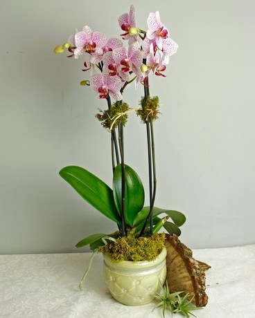 French Orchid Flower Arrangement