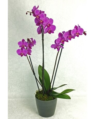 Monthly Orchid Plants Flower Arrangement