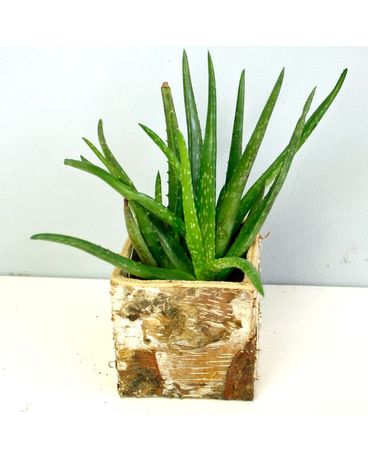 Aloe Vera in Merion PA - Long Stems