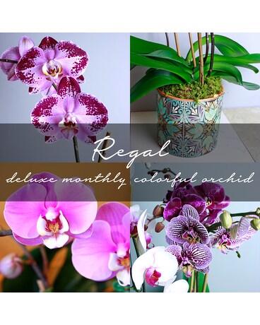 Deluxe Monthly Colorful Orchid Plant