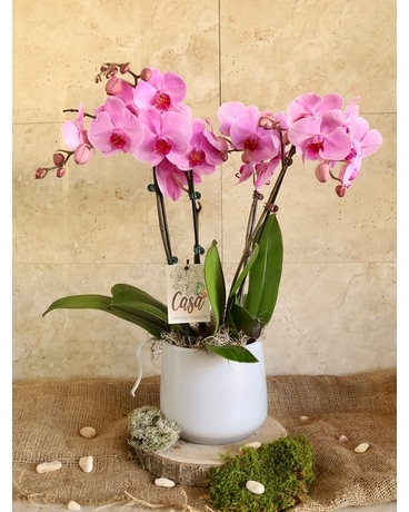 Love & Orchids (Pink) in Merion PA - Long Stems