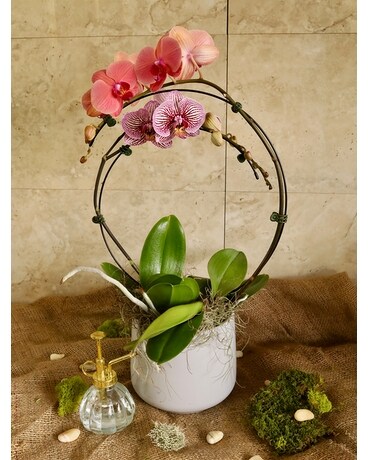 Infinity Orchid Gardens in Merion PA - Long Stems