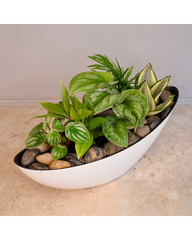 Tropical White Boat Gardens Plant