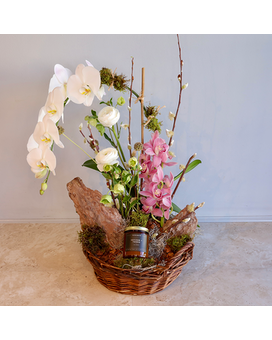 Elegant Orchid Gift Basket Plant