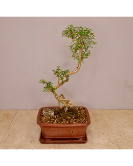 Snow Rose Bonsai Plant