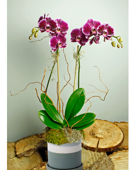 Create Your Own Orchid (Standard) Plant