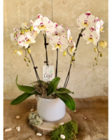 Love & Orchids (Harlequin) in Merion PA - Long Stems