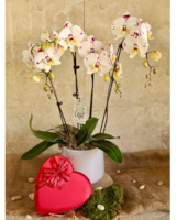 Love & Orchids (Harlequin) in Merion PA - Long Stems
