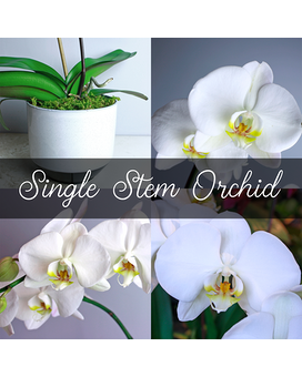White Single Stem Orchid Flower Arrangement