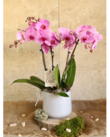 Love & Orchids (Pink) in Merion PA - Long Stems