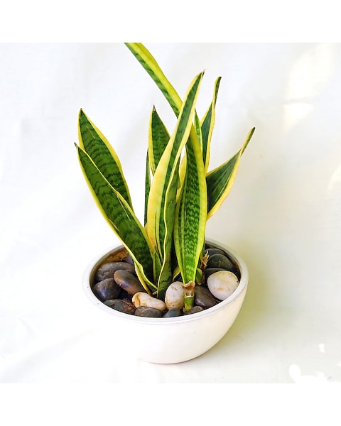 Snake Plant in Merion PA - Long Stems