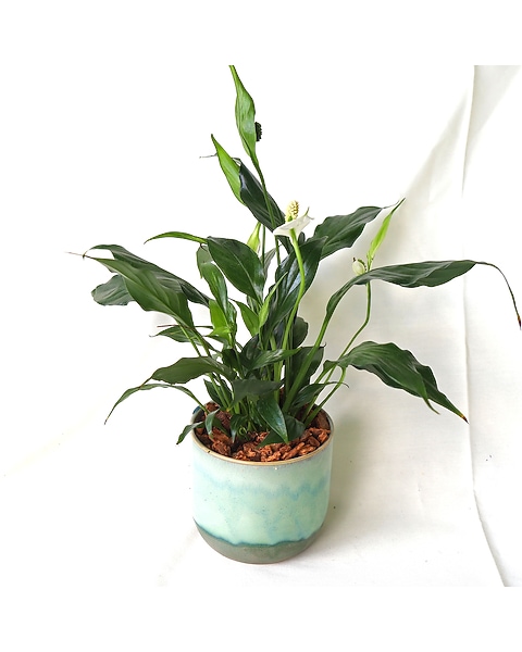 Peace Lily in Merion PA - Long Stems