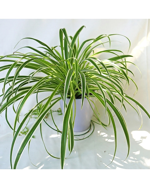 Spider Plant in Merion PA - Long Stems