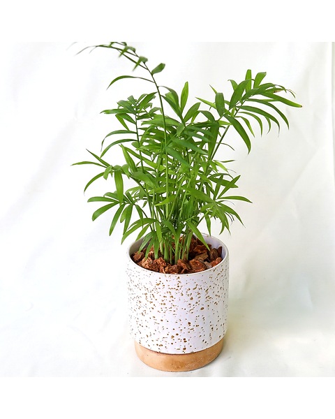 Desk Palm (Neanthe Bella Palm) in Merion PA - Long Stems