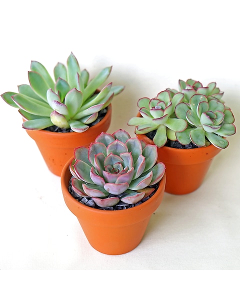 Mini Succulent Trio