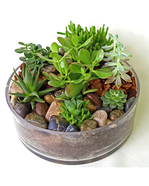 Succulent Garden in Glass Cylinder in Merion PA - Long Stems