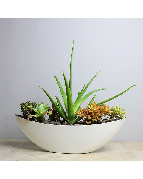 Succulent Centerpiece in Merion PA - Long Stems