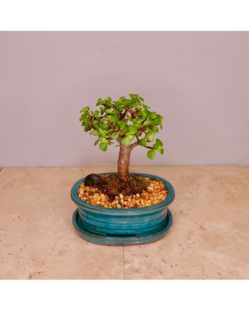 Small/Medium Assorted Bonsai in Merion PA - Long Stems