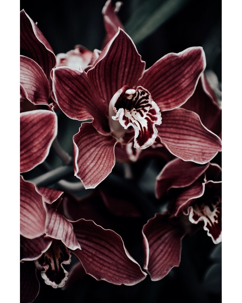 エドゥアルト・メルクス Great Archiv Recordings 20枚組 Monthly Exotic Orchid Plant in Merion PA - Long Stems