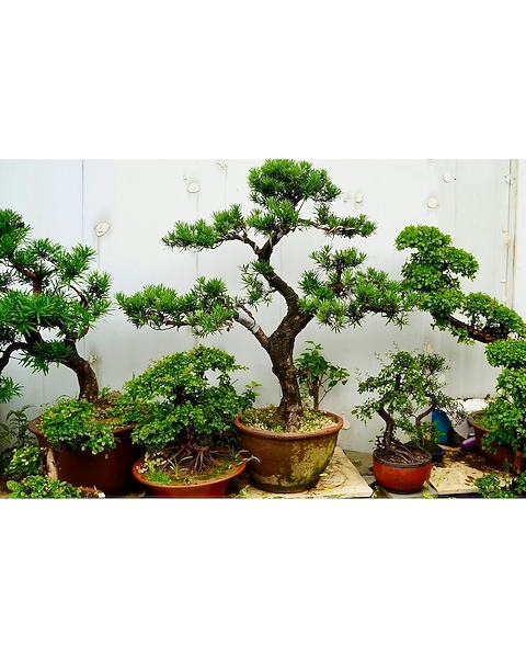 Monthly Bonsai Tree in Merion PA - Long Stems