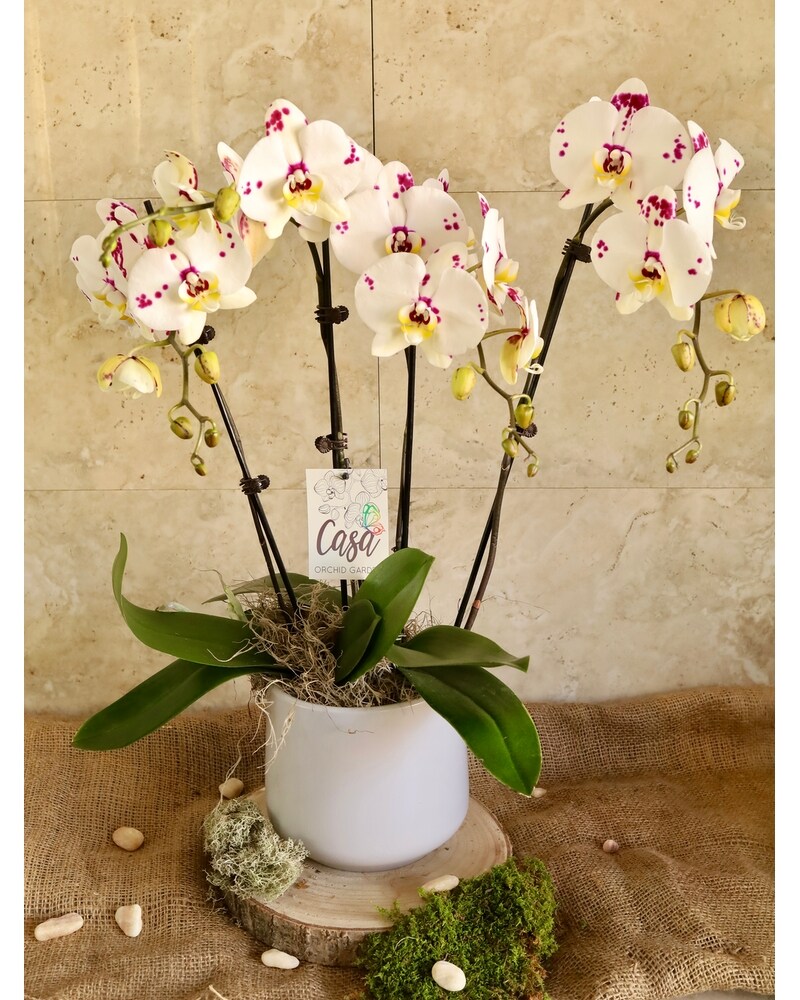 Love & Orchids (Harlequin) in Merion PA - Long Stems