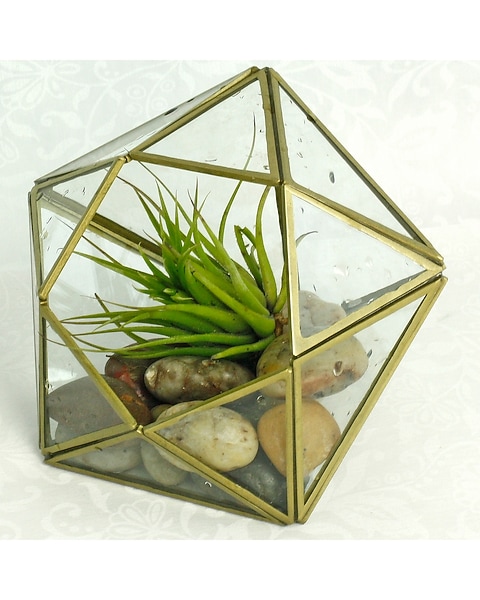 Air Plant Terrarium in Merion PA - Long Stems