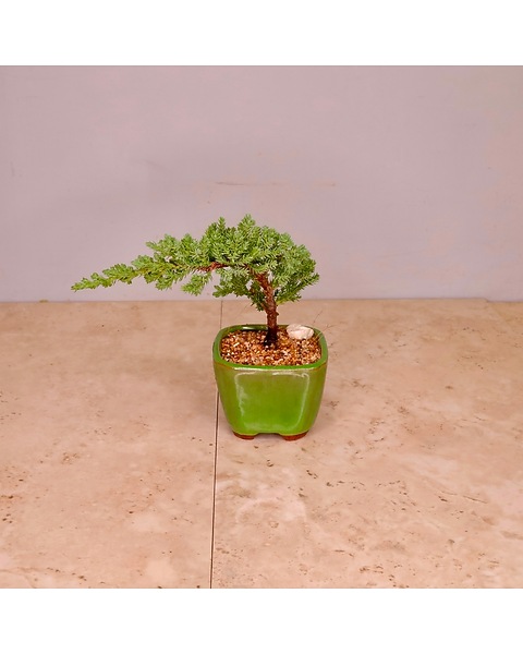 Juniper Bonsai Tree in Merion PA - Long Stems