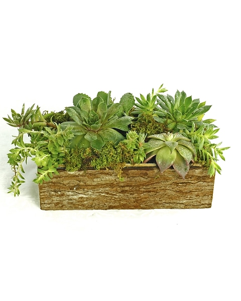 button plant succulent String of Buttons Plants main image 1