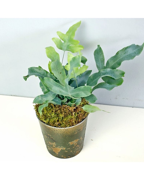 fake fiddle leaf fig tree Artificial Fiddle-leaf Fig Tree