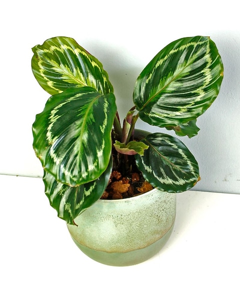grünpflanze calathea Tipps zur Pflege deiner Pflanze : Calathea leopardina – PflanzenFuerAlle main image 0