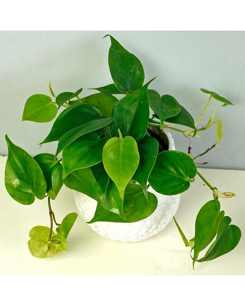 Pothos in Merion PA - Long Stems