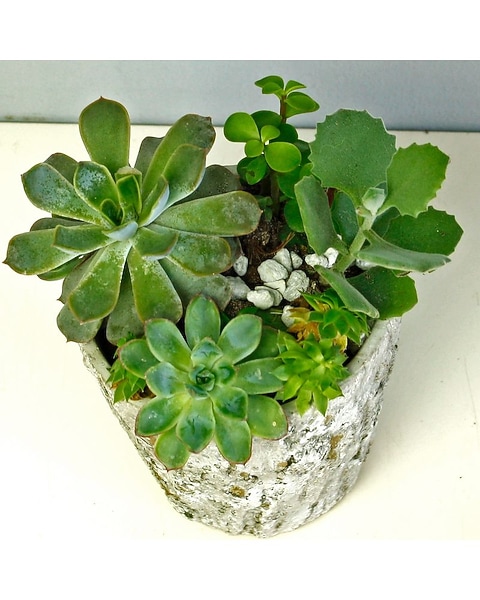 Desk Succulent Planter in Merion PA - Long Stems