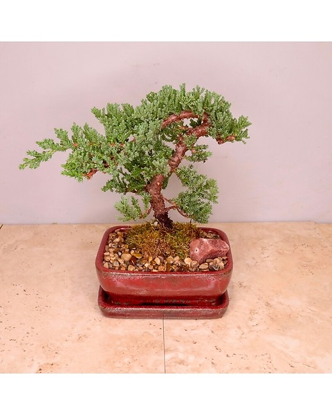 bonsai dracaena marginata Dracaena Marginata LA003 main image 1