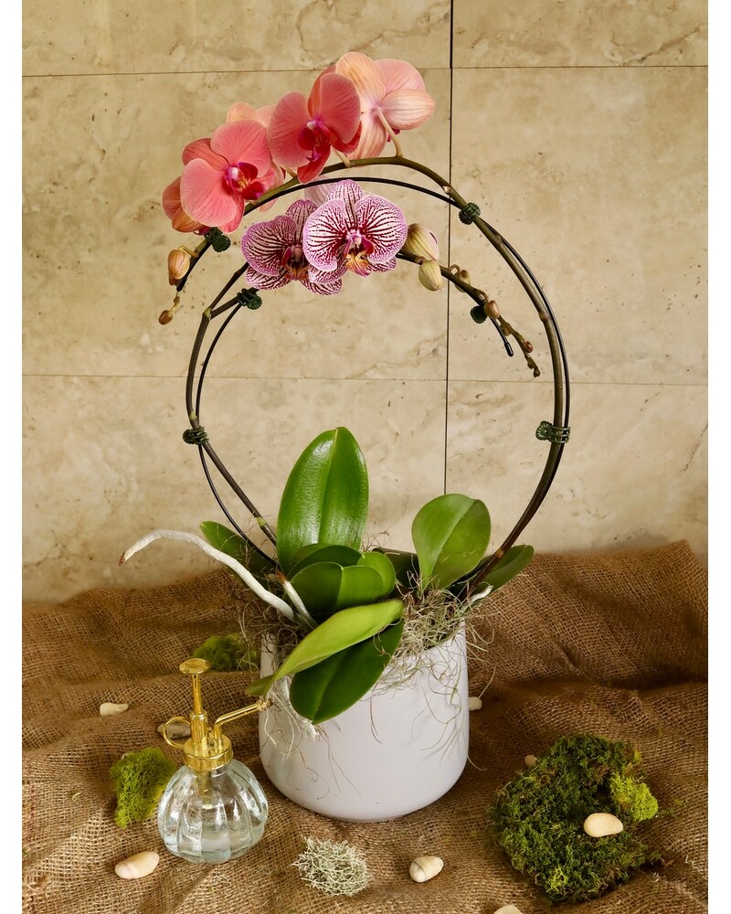 Infinity Orchid Gardens in Merion PA - Long Stems