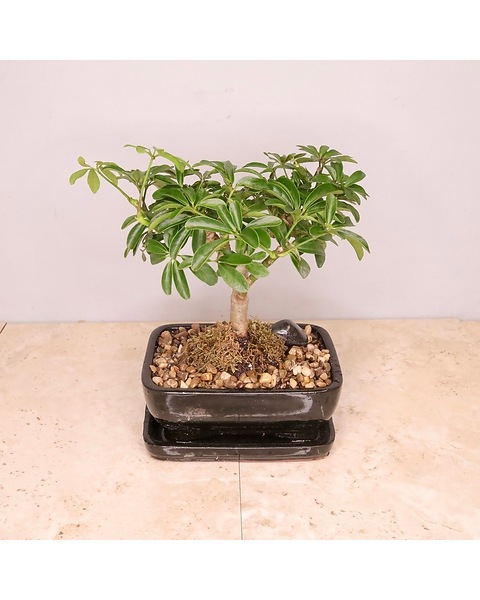 Schefflera Bonsai Tree in Merion PA - Long Stems