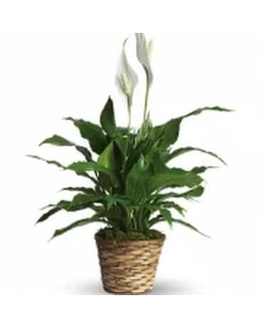 Simply Elegant Spathiphyllum - Small Flower Arrangement