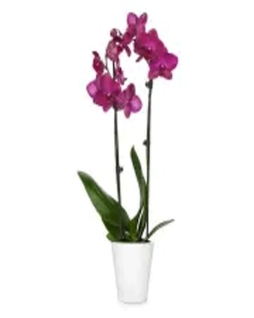 Orchid Plant Flower Arrangement